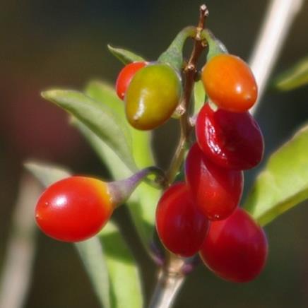 Natural active Goji